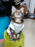 智宙猫咪衣服保暖秋冬季布偶猫背心绒衣宠物小型犬狗狗小猫幼猫防掉毛 高品质兔毛绒-绿色 S(3-4斤内) 实拍图