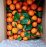 京鲜生 正宗广西砂糖橘 净重8斤 单果35-55mm精品果 源头直发包邮 实拍图