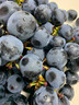 静羽云南夏黑蓝莓葡萄【顺丰】无籽提子新鲜现摘大颗粒孕妇时令水果 夏黑葡萄5斤【一级果礼盒装】 源头直发 实拍图