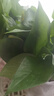 樱霞【顺丰上门】绿萝盆栽室内植物绿植水培长藤垂吊大叶绿箩阳台家用 12O绿加仑自水10盆+4肥 实拍图