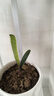 [当年开花】君子兰花君子兰盆栽君子兰苗四季常青植物蝴蝶兰 新品君子兰【炫红】 2-4片叶叶子裸根发货 实拍图