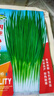 原起点小叶香菜小香葱种子四季播菜籽阳台盆栽蔬菜农家老品种秋冬季种籽 (精选良种)四季小香葱10g原装 实拍图