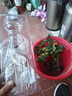 寿禾 蔬菜苗活苗带土发货大全菜苗种苗春夏各种秧苗山东寿光苗子阳台 甜心8号番茄苗 6棵 实拍图