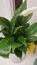 花翁水培盆栽室内办公绿植花卉 A级大盆白掌（光汐吸水盆）源头直发 实拍图