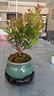 小叶赤楠盆景植物办公花卉基地直销批发绿植盆栽室内摆件花卉绿植 赤楠+绿色裂纹盆+苔藓+圆底座 实拍图