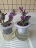 油画婚礼吊兰垂吊植物花卉植物室内花盆栽多肉水培绿植阳台紫露兰 精选油画吊兰+不含盆+肥 含盆 实拍图