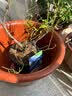 虹越（HONGYUE）蓝莓果苗盆栽苗 南方北方庭院阳台种植果树苗HN 【果大易养】“沃农”1加仑 实拍图