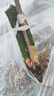 火龙果树苗红心火龙果苗四季庭院阳台盆栽地栽南北方种植果树苗 大红火龙果【6年苗结果多】 实拍图
