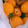 山姆大叔四川不知火丑橘【多地次日达】 丑八怪桔子非耙耙柑新鲜水果礼盒 【9A级金奖甄选】单果85-90mm以上+ 3斤【尝鲜装-量较少】净2.5斤 实拍图