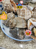 海宏盈【活鲜】 青岛大海螺鲜活 1500g 海鲜贝类生鲜 特大规格共9-12只 1500g 实拍图