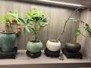 大型室内客厅盆栽花卉八方来财鸭脚木绿植七叶莲发财树鸭掌木 八方来财（不带盆 实拍图