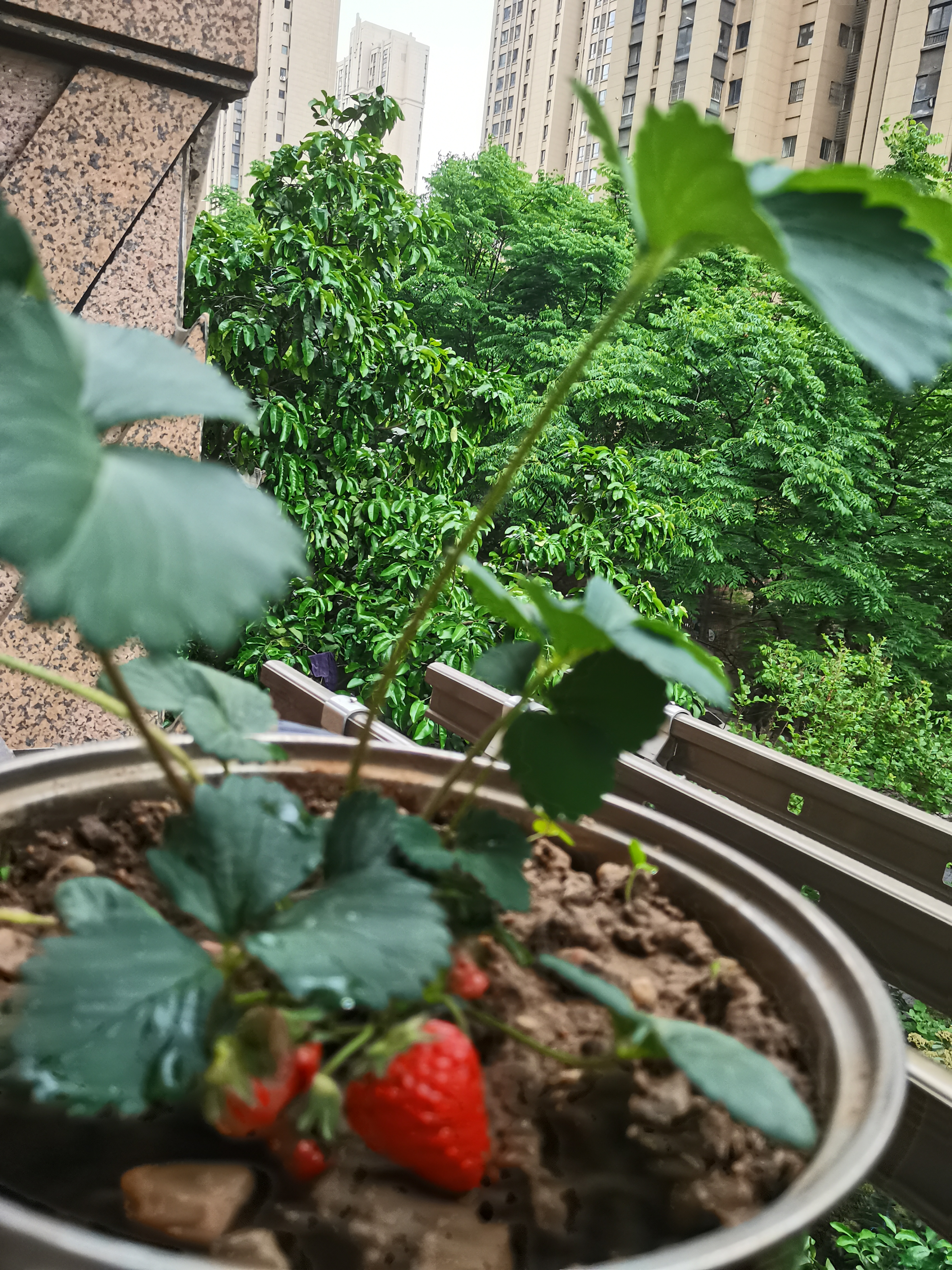 临雅特级草莓新苗盆栽带盆带土发货可结果丹东奶油草莓苗阳台盆栽 奶油草莓苗1盆-带盆高约10cm 实拍图