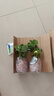草莓苗四季奶油草莓苗种植盆栽阳台庭院地栽当年结果南方北方种植 奶油草莓 【2盆装】 实拍图