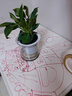 绿有意金钻盆栽植物水培绿植花卉多肉办公室内去吸除甲醛铂金钻绿公主 【4盆推荐】金钻+早安盆+营养液 含盆 实拍图
