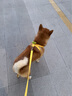 嬉皮狗摇摇乐狗狗牵引绳背心式小型犬宠物胸背狗链 XL码 建议15-28斤 实拍图