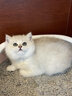 佳朔金渐层活体宠物猫咪幼猫纯种英短全程辅助养猫签订合同双重保障 宠物级 英短银渐层 实拍图