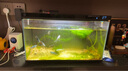 小米米家智能鱼缸客厅小型造景生态家用背景超白玻璃桌面循环自动喂食 小米智能鱼缸+沉木造景套装+进水口挡网 实拍图