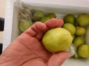 粤迎福建青枣牛奶枣新鲜水果脆甜枣贵妃蜜枣当季孕妇可吃现摘现发 5斤精选果礼盒装【送礼优选】净重4.5斤 实拍图