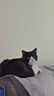 Jokul Natural Balance【防伪可查】雪山猫粮全阶段成猫幼猫粮全期通用天然粮 成猫粮15磅（约6.8公斤） 实拍图