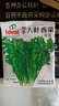 四季蔬菜种子大全菠菜香菜生菜油麦菜苋菜鸡毛菜芹菜矮脚黄蔬菜籽 大叶香菜种子1包约500粒 实拍图
