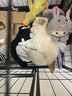 华美龙 狗笼子小型犬中型犬带厕所泰迪柯基比熊柴犬宠物狗窝室内狗围栏 【加粗方管】95*65*85（60斤内） 实拍图