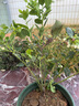 九千谷植物攀爬架包钢管花架蔷薇月季葡萄固定支撑防倒固定架60cm4634 实拍图
