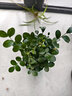 绿有意绿植盆栽多肉花卉盆栽植物室内桌面水培绿植办公室客厅植物懒人 茉莉花+虎刺梅+九里香+罗汉松 实拍图