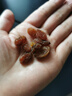 沙漠玉珠（SHAMOYUZHU）25新货特等黑加仑葡萄干黑玫瑰特产非黑加仑零食新疆吐鲁番厂家 玫瑰红葡萄干1斤（无籽） 实拍图
