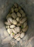 每果时光非漂白开心果新货原色开口大颗粒坚果炒货干果孕妇量贩装休闲零食 1斤【特大颗粒】250g*2包 实拍图