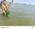 梦达 渔网丝网三层沉网单层浮网挂子捕鲫鱼鲢鱼白条网沾 三层沉网50米长1.5米高4指 实拍图