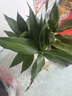 绿有意观音竹富贵竹水培植物带根花卉绿植绿萝室内盆栽转运竹子水养好养 观音竹3棵（冬瓜玻璃瓶）+营养液 实拍图