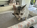 多可特狗窝凉席夏季狗窝猫垫子猫窝狗垫子藤编猫咪窝地垫宠物床宠物冰垫 凉席款,70*50CM 实拍图