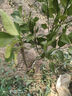 CHUANGSHIJI沙糖桔树苗南方北方种植橘子树苗柑桔果树果苗嫁接砂糖地栽盆栽 6年粗壮大苗 (当年结果 带土球发 81cm(含)-110cm(含) 实拍图