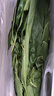 沃绣 新鲜桑叶 现摘大小蚕特嫩桑叶养蚕 蚕卵蚕宝宝食物饲料 桑苗盆栽 新鲜桑叶1斤/送蚕卵100粒 实拍图