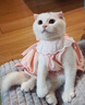 阿莫尔猫咪裙子夏季薄款猫咪衣服可爱粉色南瓜裙布偶蓝猫宠物狗狗公主裙 粉色 XL 建议10-14斤  35cm 实拍图