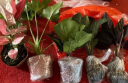 开时果 水培植物办公室内桌面盆栽 水养绿萝水生花植物绿植源头直发包邮 【4盆自选】组合水培植物 （加赠 营养液） 实拍图