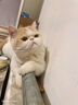 萌嘟星宠 激光逗猫笔逗猫棒紫光灯验钞笔红外线指示器逗猫神器 三合一 实拍图