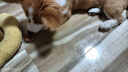 疯狂小狗宠物狗零食牛骨头磨牙棒磨牙洁齿耐啃 小型犬香烤牛腱腿60g 实拍图