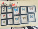 大蓝闪蝶标本【真蝴蝶标本】稀有进口天堂凤蝶摆件 黎明闪蝶 8寸框 实拍图