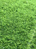 萌肉居 仿真草坪加密假草人造假草皮塑料绿色地毯围挡户外室内幼儿园操场装饰草人工草坪（30mm夏草/平方） 实拍图