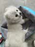 凯莉狗窝宠物泰迪狗狗垫子猫窝四季通用窝垫糖果大小型犬通用狗窝猫窝 糖果窝天蓝色 40*25cm(建议3斤内) 实拍图