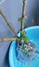 【冬季耐寒】日本海棠花苗盆栽室内绿植花卉观花庭院源头直发包邮 四季海棠 四年苗多分枝 实拍图