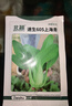 北蔬 小青菜种子苗上海青梗菜油菜种籽 速生605上海青种子50g约2万粒 实拍图