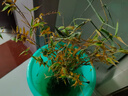 MPPMCK观音竹 水培米竹水培鱼缸玻璃瓶带根苔藓球植物室内禅意盆栽凤尾 水培款30根苔藓球翡翠观音竹40cm 实拍图