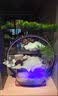 碧琉璃流水生财鱼缸摆件循环水风水轮转运球倒流香办公室装饰品开业礼物 中号【八方招财】送雾化+文竹+香 实拍图