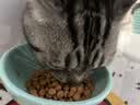 麦富迪猫粮营养pro双鲜肉乳鸽鸡肉全期免疫猫粮成幼猫无谷天然粮 【双鲜肉+姬松茸】助力免疫好吸收200g试吃 实拍图