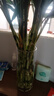 盛世泰堡玻璃花瓶透明植物插花瓶水培容器大花瓶客厅摆件直筒款 实拍图