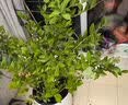 花行榜早熟水蜜桃苗嫁接桃树南北方种植四季好养 50-60cm高源头直发 实拍图