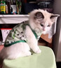 阿莫尔小狗狗猫咪衣服夏季薄款泰迪比熊博美背心宠物小型幼犬透气防掉毛 牛油果（夏季） XS 建议1-2斤 背长20cm 实拍图