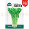北蔬 青麻叶白菜种子苗直筒长白菜夏秋季菜种籽 天津绿白菜种子2000粒 实拍图